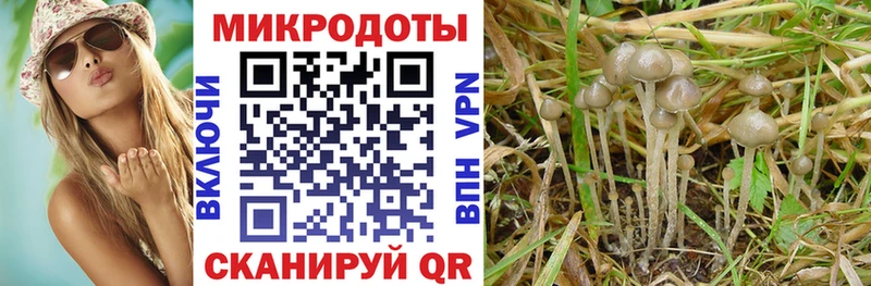 Галлюциногенные грибы Psilocybe  Морозовск 